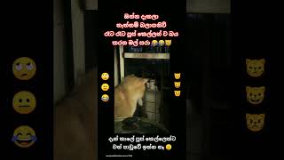 ඔන්න දැකලා නැත්නම් බලාගනිව් #srilanka #funny #cutememes #srilankanews #animals #memes