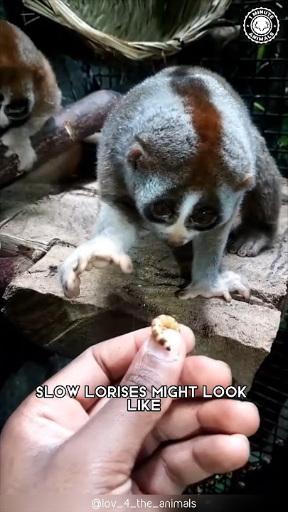 Slow Loris 👹 Cute but Deadly: Know Why!