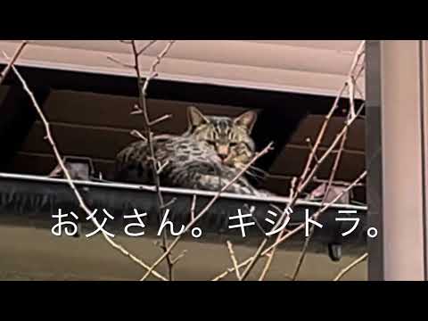 【子猫日記】3匹の仲良し兄弟と父猫と美人な母猫🐾No.101