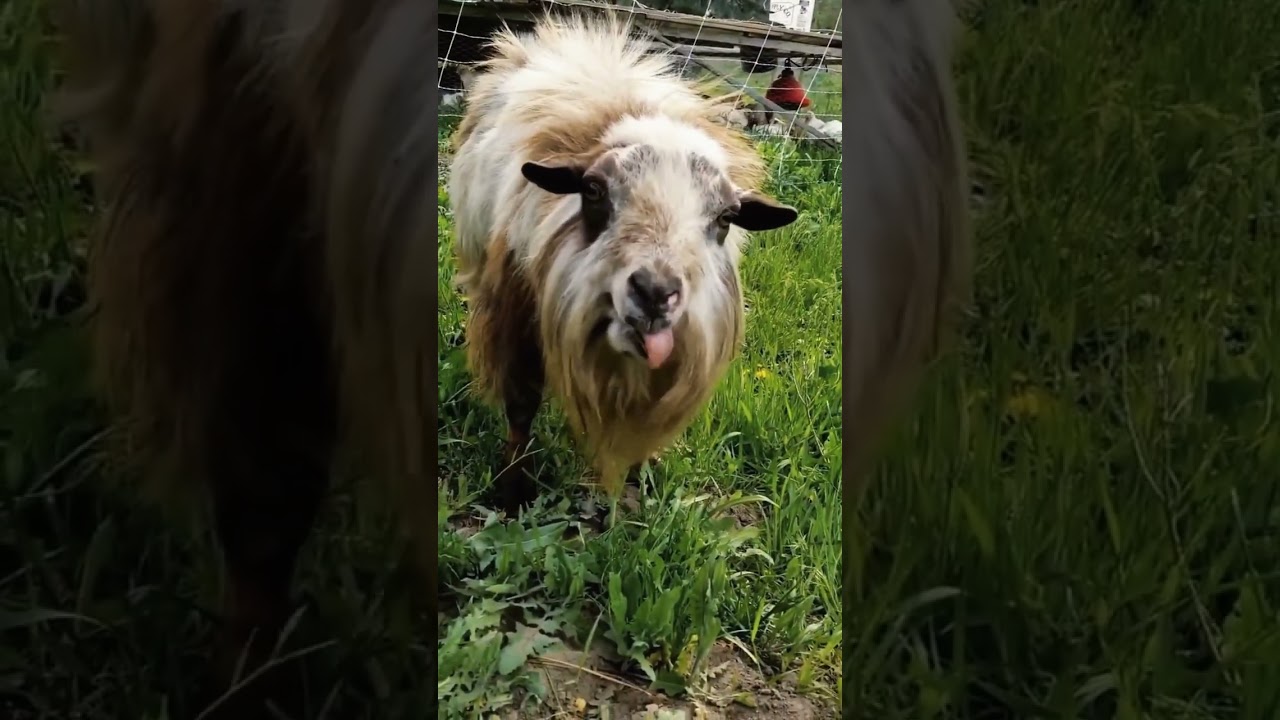 Male funny goat sound  