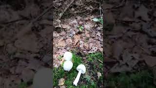 ☠️ Champignon Ange De La Mort - Amanite Vireuse - Amanita Virosa - Mortel ☠️