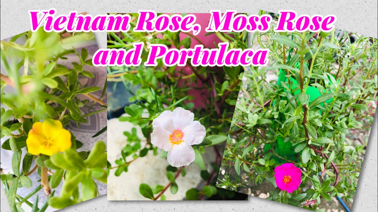 Vietnam Rose Moss Rose Portulaca Rhea Mangado Vlog 38 Youtube