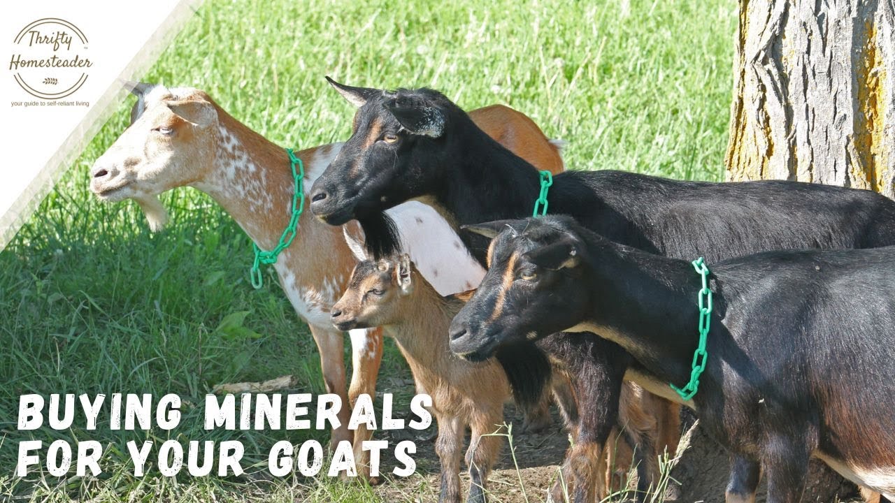 A Guide to Buying a New Goat
