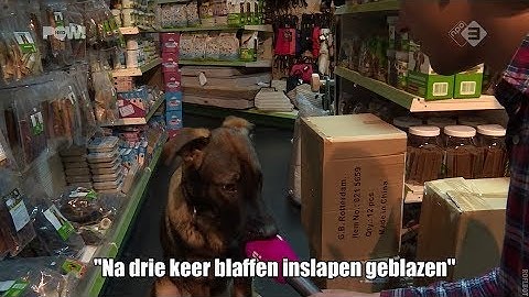 Inbeslagname kabaalbeesten