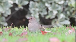 California towhee doing its signature "chip" call in the grass at san
ramon village green park