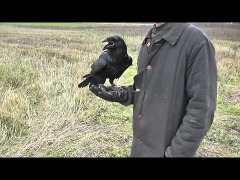 Видео: Когда ворона летит?