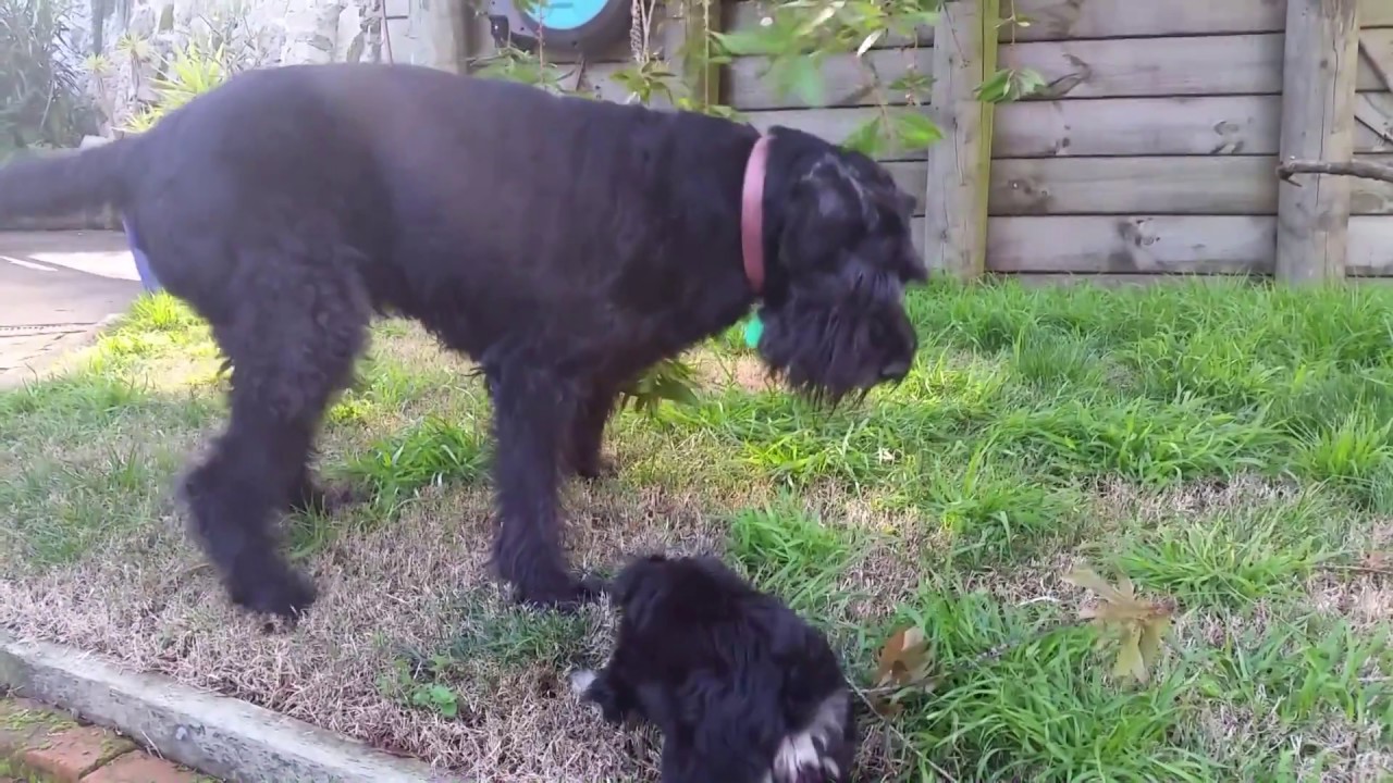 giant schnauzer youtube