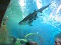 Океанариум в Воронеже.public aquarium