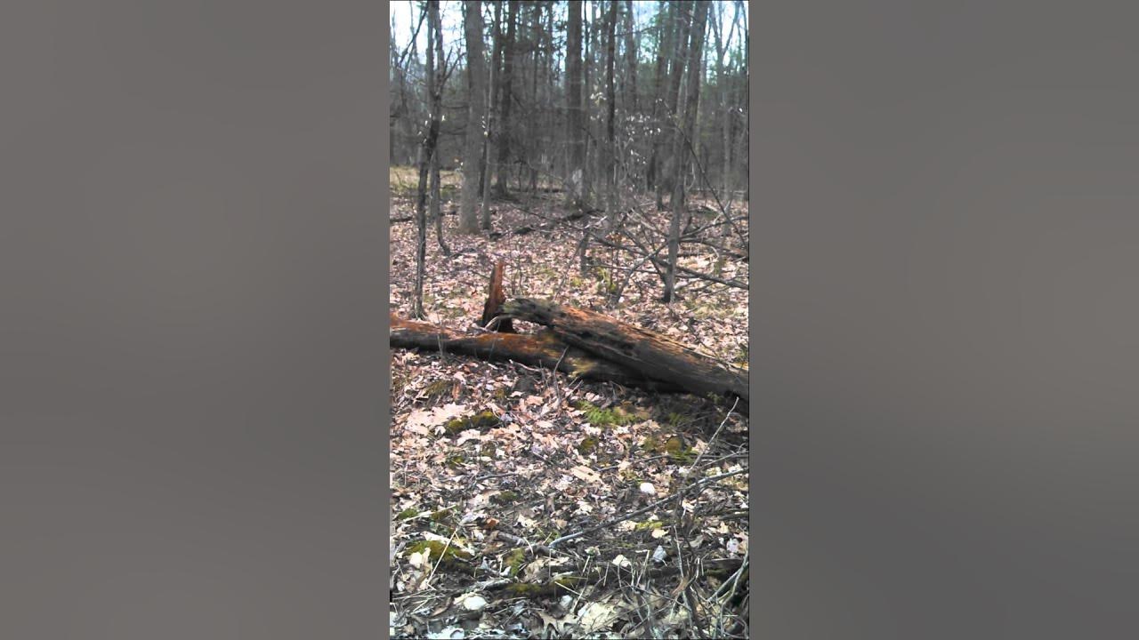 First time using a turkey mouth call YouTube