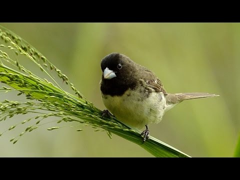 Pope grass singing (Sporophila nigricollis) 