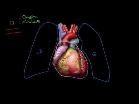 Vidéo: Le cœur est-il le premier organe à se développer ?