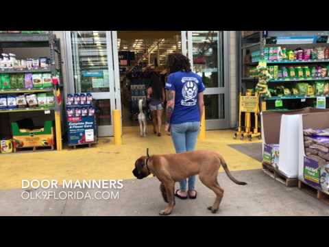 5-month-english-mastiff-"hamilton"-|-melbourne-dog-trainers-|-mastiff-puppy-training-video