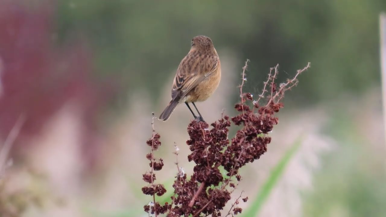 A day at RSPB Rainham Marshes: 2025