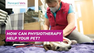 How can physiotherapy help your pet?