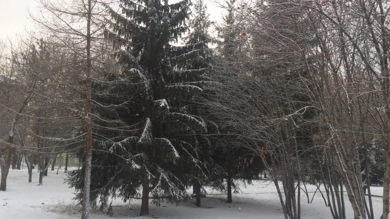 Пришла зима в Новосибирск. Про Новосибирск.