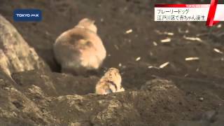プレーリードッグ　江戸川区で赤ちゃん誕生
