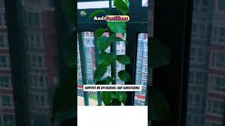 How to Grow a Tall Begonia #BegoniaCare #PlantTips #YouTubeShorts