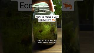 How to Build a Jar Ecosystem