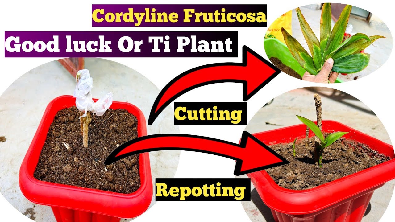 सही तरीका Cutting And Repotting सबूत के साथ | Good Luck Plant | Ti Plant | Garden Baba | Adenium |