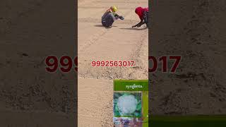 🌱 Syngenta CFL 1522 फूलगोभी की बुवाई शुरू!