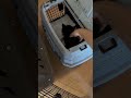 拾った子猫を2回目の病院へ🏥駆虫薬、ワクチン、猫エイズ検査、先住猫との同居など相談してきました