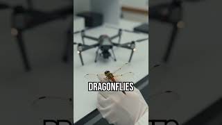 Discover the dragonfly's flight magic! #DragonflyFacts #AviationInnovation