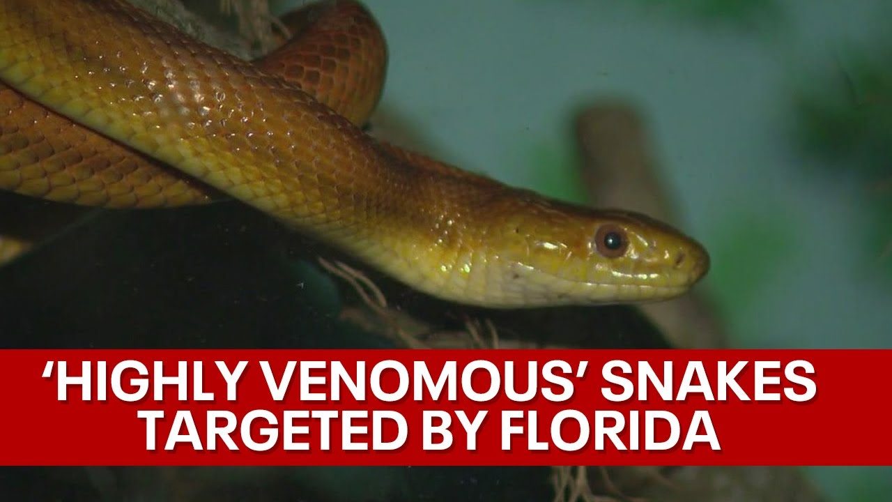 Illegal trafficking of 'highly venomous snakes - YouTube