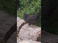 Free-Range Cheepers #nature #birds #farming #farmer #bird #naturelovers #farm #chicken