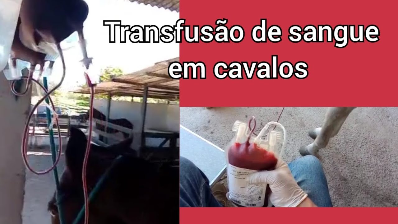 Transfusão de sangue em cavalos, blood transfusion in horses... - YouTube