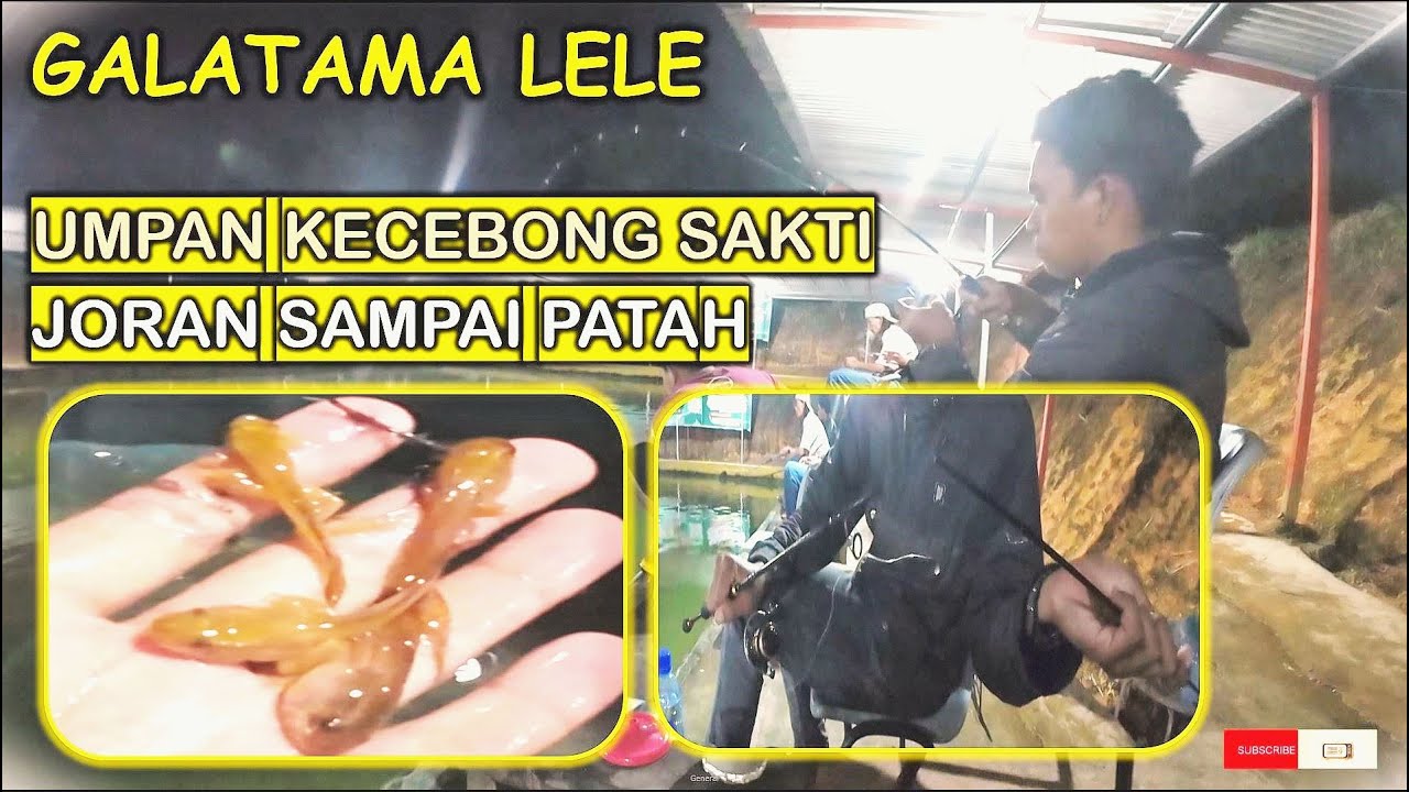 Umpan Kodok Setengah Jadi (Kecebong sakti) di GALATAMA LELE, Joran sampai patah