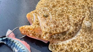 Another Turbot Fishing & BIG Pollack Adventure From Eastbourne #turbotfishinguk