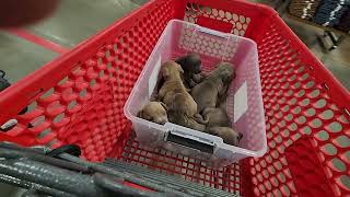 5 Week Old American Bully Puppies Socializing At Tractor Supply