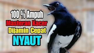 Suara Kacer Gacor Ngeplong Tarung Ini Paling Ampuh Buat Pancingan Kacer Agar Emosi Nyaut