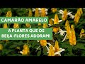 CAMARÃO AMARELO- A PLANTA QUE OS BEIJA-FLORES ADORAM! | MURILO SOARES