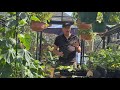 How to grow fruit and veg for an early harvest  avoid the hungry gap