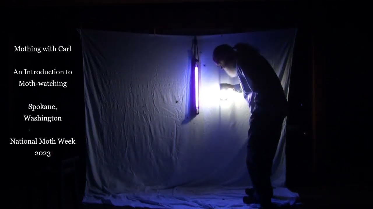 NMW: Mothing with Carl