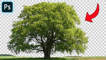 How To Cut Out Trees In Photoshop | 1-Minute Photoshop Tutorial