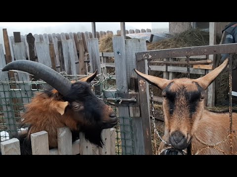 Video: Pobežna Koza 2 Bo Pomilodana Septembra
