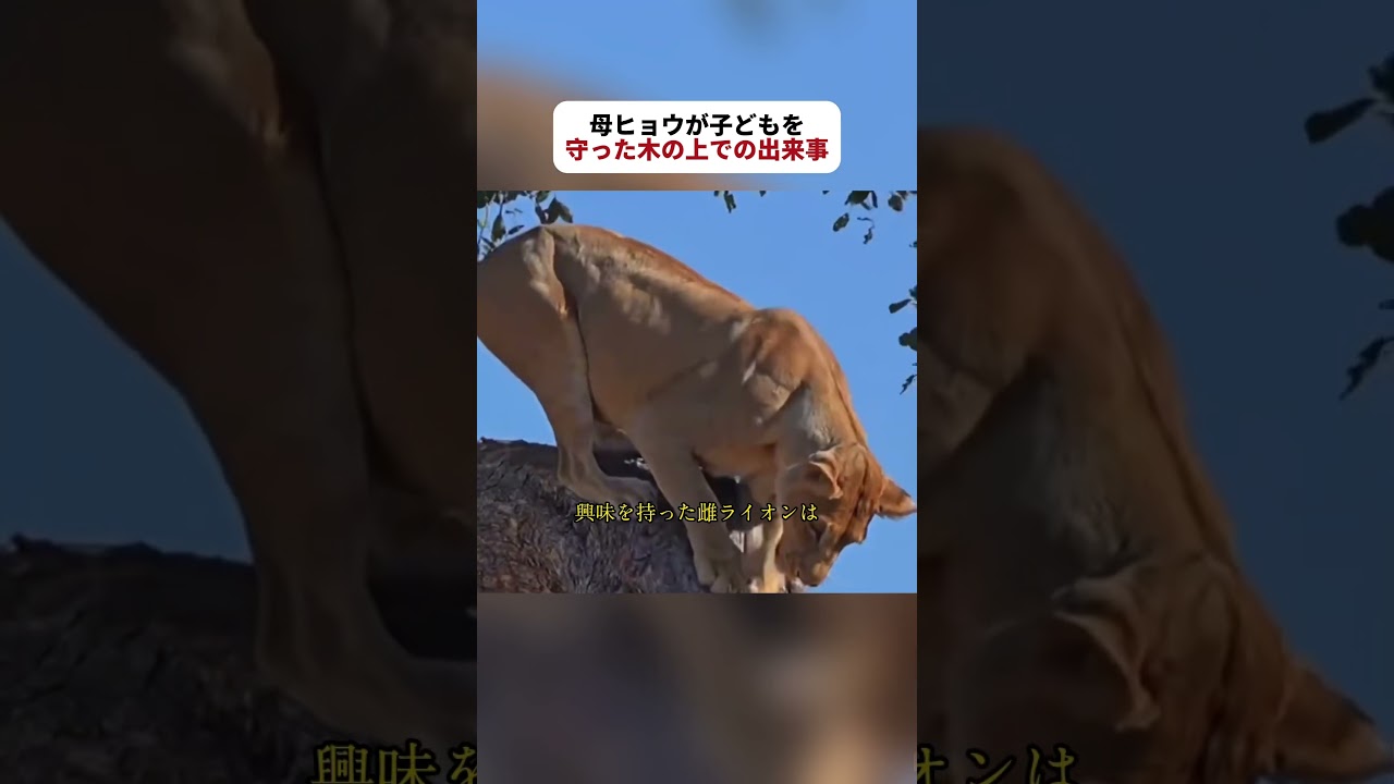 木彫　象に襲われた子を助ける親ライオン What Happened in the Tree When a Mother Leopard Protected Her Cub
