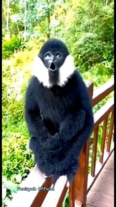 Suara Lucu Owa Ungko #shorts #viral #monkey