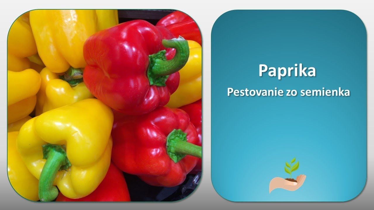 Paprika zo semienka