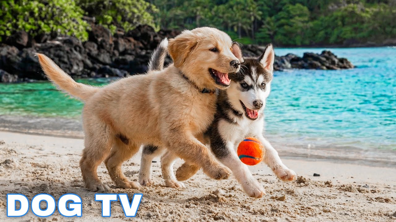 12 Hours of Dog TV for Dogs to Watch 🐶 Anti-Anxiety Video for Dogs Left Home Alone - Calm Dog Music