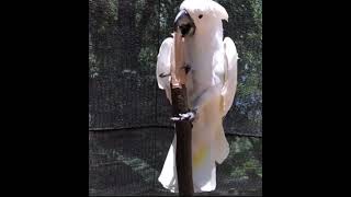 At Least I Think It’s Cool: Umbrella Cockatoo. Tyler, Texas. Caldwell Zoo. White Cockatoo. Showboat