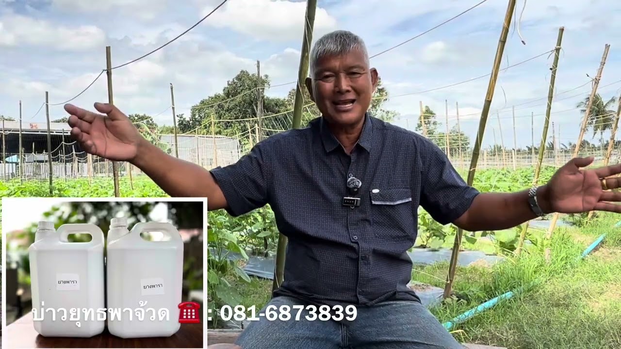 สูตรน้ำหมักยางพาราบราสซีส เพิ่มประสิทธิภาพ ส่งเสริมยางพาราด้วยจุลินทรีย์ 17 พด. | อ.พรต | บ่าวยุทธ
