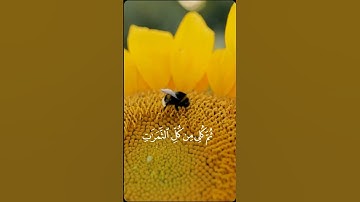 #القرآن_الكريم #عبدالباسط_عبدالصمد #سورة_النحل