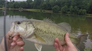 Pêche du black bass au leurre n°2