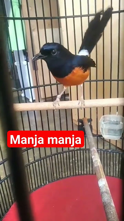masteran burung murai batu