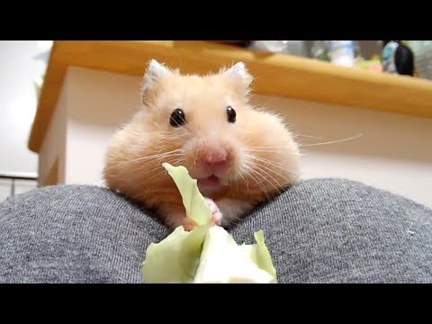 Download この顔は反則 可愛すぎるハムスター おもしろ可愛いハムスター Daily Movies Hub