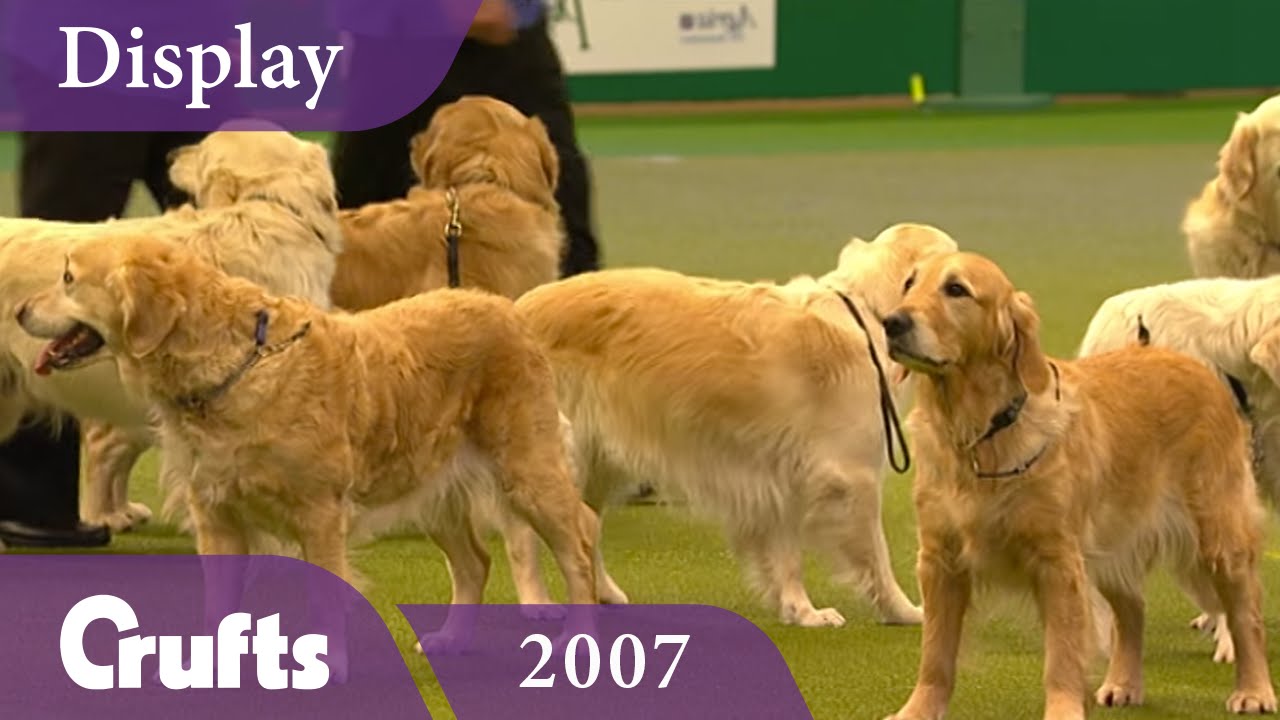 Southern Golden Retriever Display Team performs at Crufts 2007 Crufts