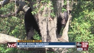 Black bear goes up a tree in Tampa homeowner's backyard, later tranquilized with dart gun Net Worth